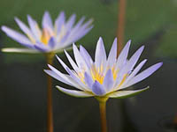 Nenufar Dauben blanco Tropical waterlilly